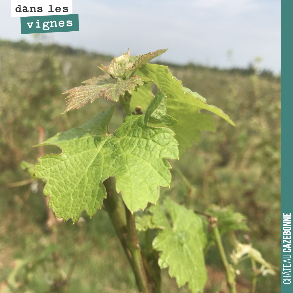 2 semaines après la grêle la vigne repousse. Signe d’espoir.
La vigne a besoin de refaire du feuillage pour accumuler des réserves en prévision de l’hiver et de sa repousse l’année prochaine.
La ...