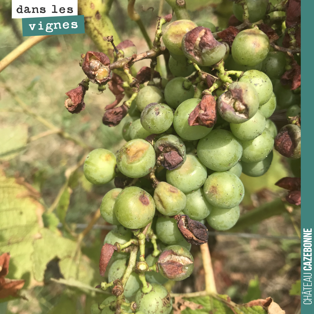 Voilà ce qui nous reste de la récolte 2018, quelques grappes disséminées. On verra si on arrive à les faire mûrir pour vinifier quelques bouteilles de 2018.