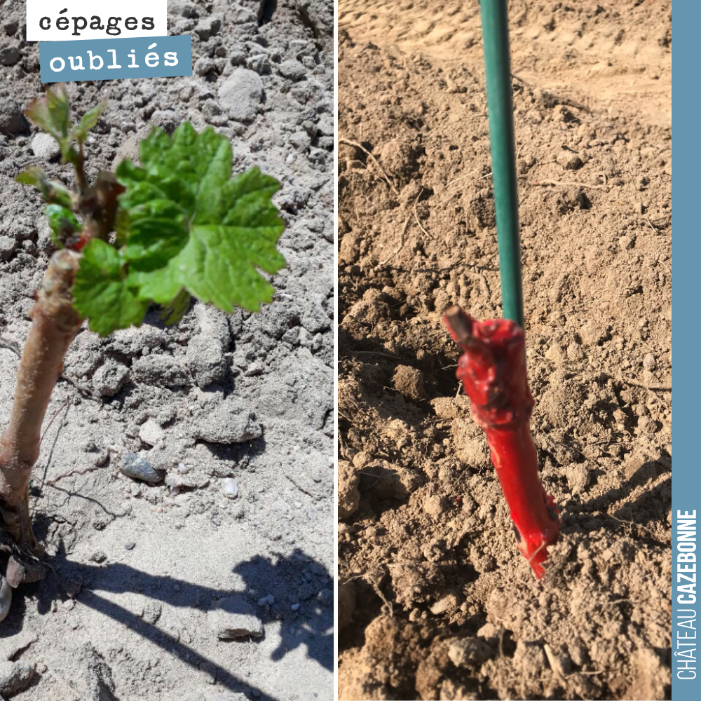 Ça y est !
Les plantations de racinés (exemple à droite) commencent à pousser.
Ici sur un plan de Carménère.
Quel bonheur de voir la vie reprendre après la grêle dévastatrice de la semaine derni...