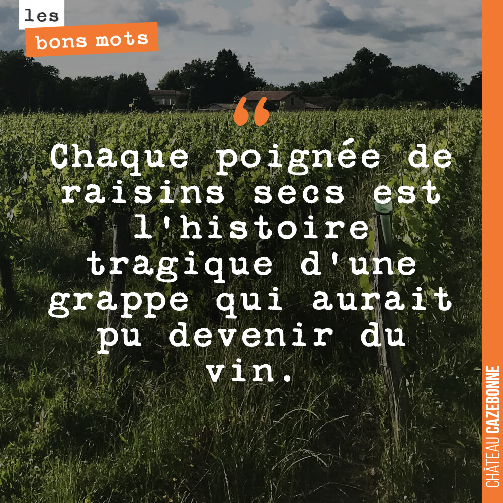 Chaque poignée de raisins secs est l'histoire tragique d'une grappe qui aurait pu devenir du vin