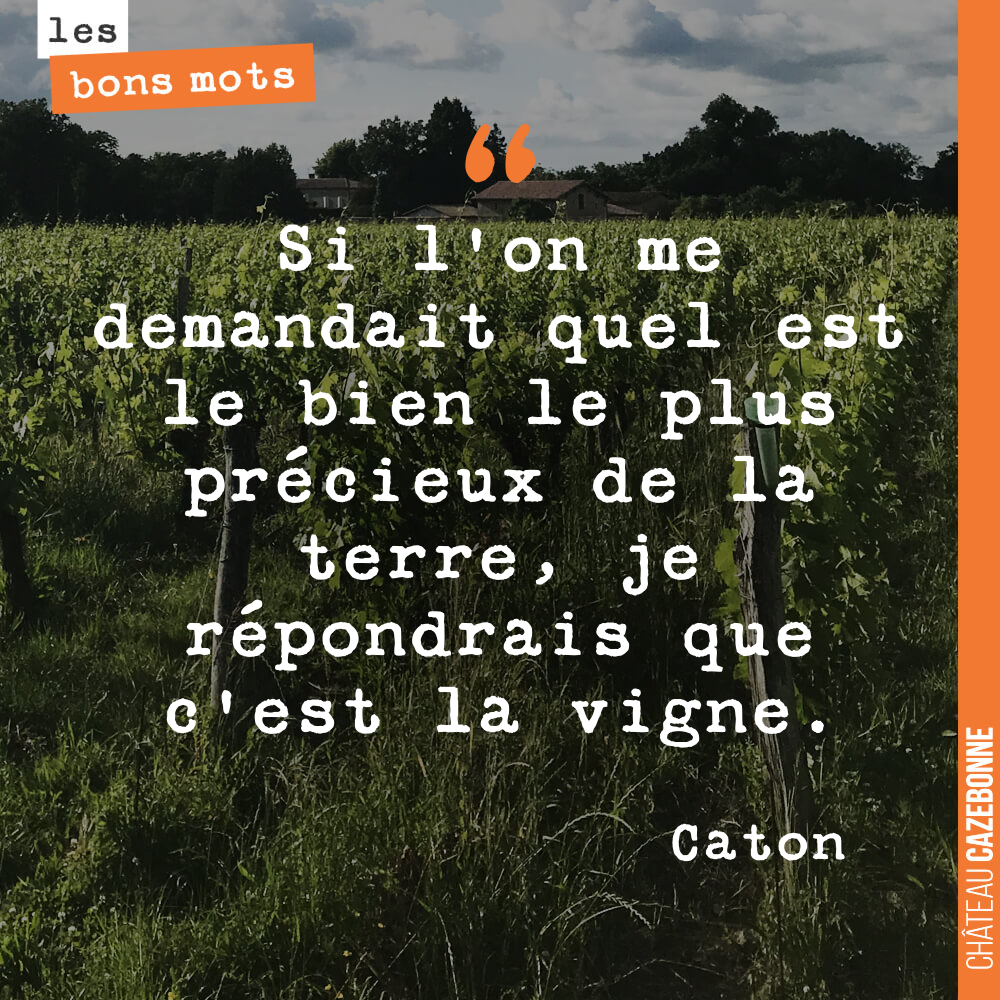 Si l'on me demandait quel est le bien le plus précieux de la terre, je répondrais que c'est la vigne.