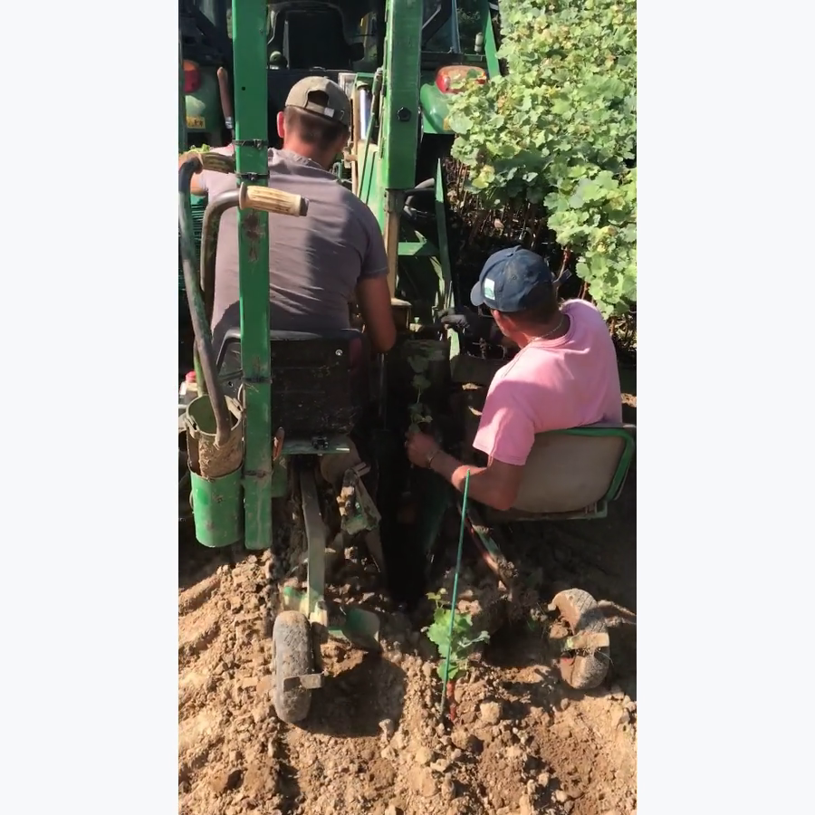 Le tracteur commandé par un ordinateur et un GPS décide exactement à quel endroit placer chaque pied, selon la densité de plantation décidée en amont.