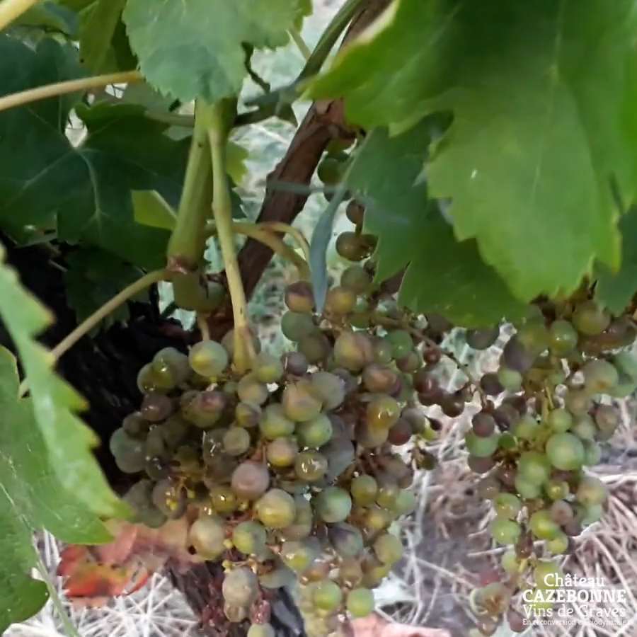On retrouvé ces extraits vidéos. La grêle a touché toutes les grappes. Pas d'espoir de récolter quelque choses sur ces grappes.