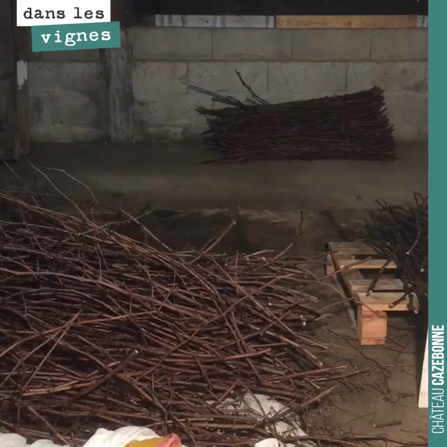 La préparation des bois qui vont être utilisés pour le surgreffage au printemps.