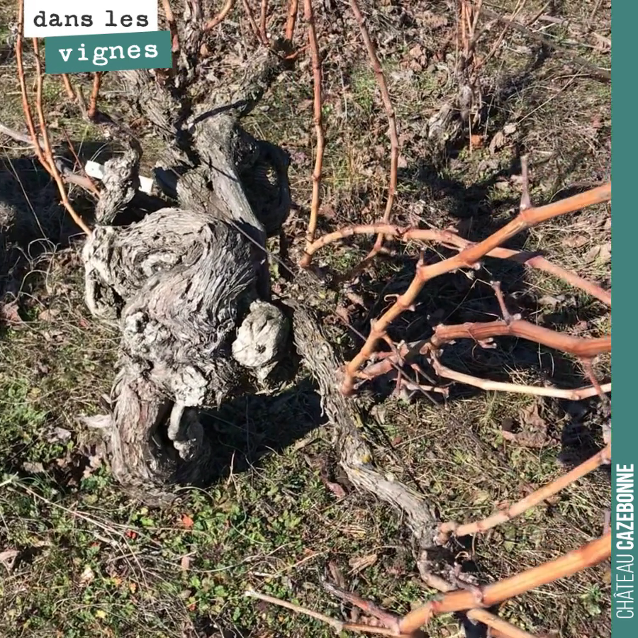 Magnifique pied de sauvignonasse centenaire, planté en 1882 à Châteaugay en Auvergne dans les vignes de Stéphane Bonjean.
En pleine forme et en franc de pied naturellement. Les terroirs volcanique...