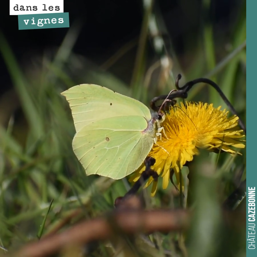 Un papillon sur une fleur de pissenlit. Merveille de la nature et de la biodiversité.