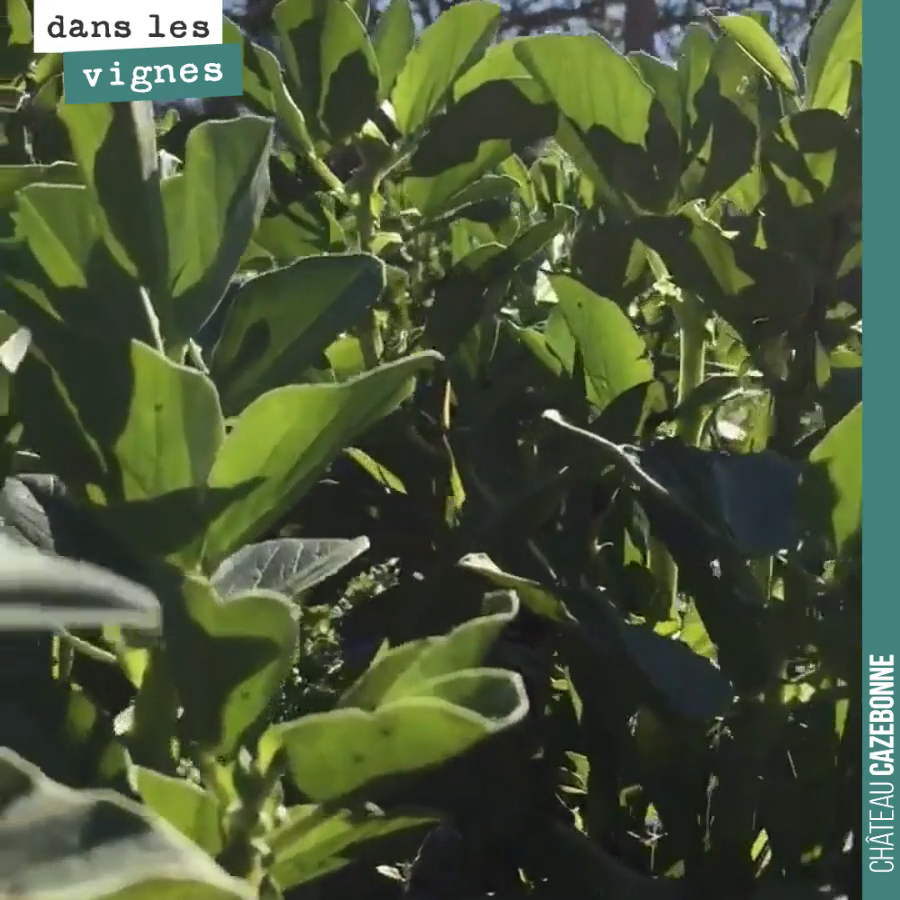 Nos couverts végétaux profitent à fond du soleil. Végétation luxuriante : fèveroles, veroniques... et les céréales ne vont pas tarder à prendre le relai pour produire de la paille, fixer du carbone...