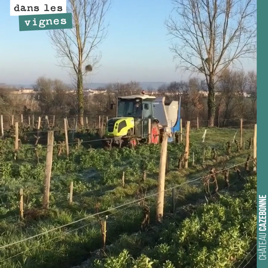 Benjamin ramasse et broie les sarments de vigne. On préfère ne pas les laisser dans le rang pour éviter de répandre les maladies de bois. On brûlera ces sarments une fois secs.