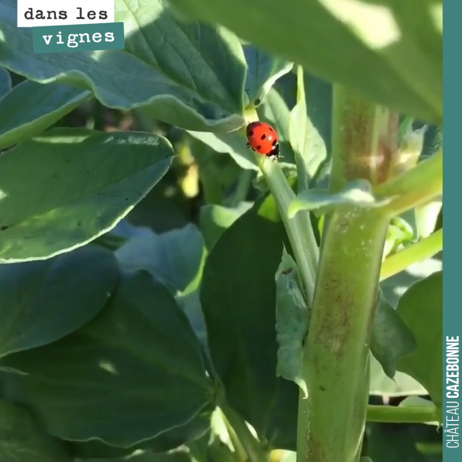 Elle n’est pas mignonne cette coccinelle sur les fèveroles ?