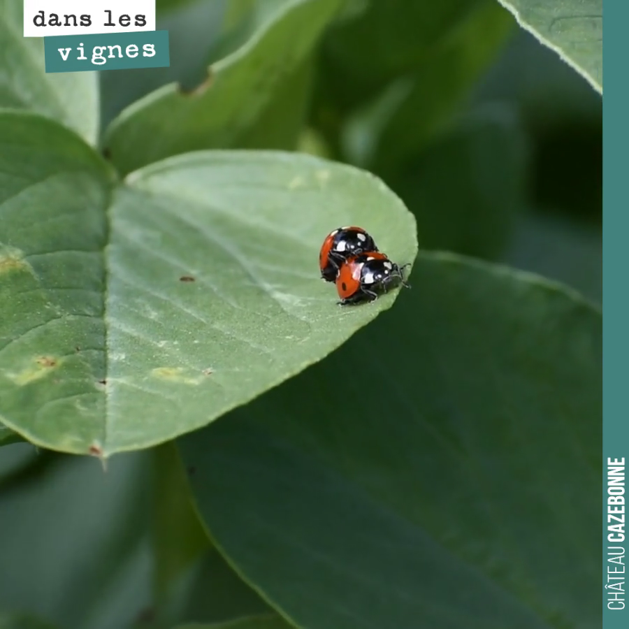 Mais que font donc ces coccinelles ?