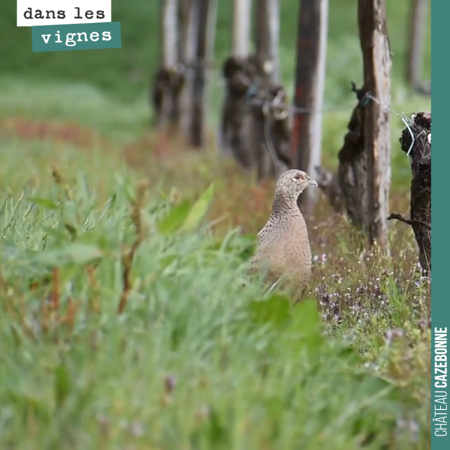 Une magnifique poule faisane au milieu des rangs de vignes de notre parcelle de Bouché.
