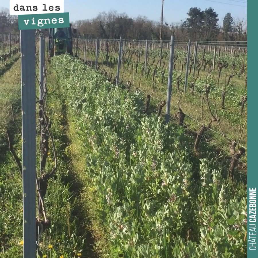 Le temps est venu de rouler les fèveroles. Elles sont en fleur, c’est la période où elles ont fixé le maximum d’azote dans le sol. Si on attend, elles vont monter en graines et commencer à puiser d...
