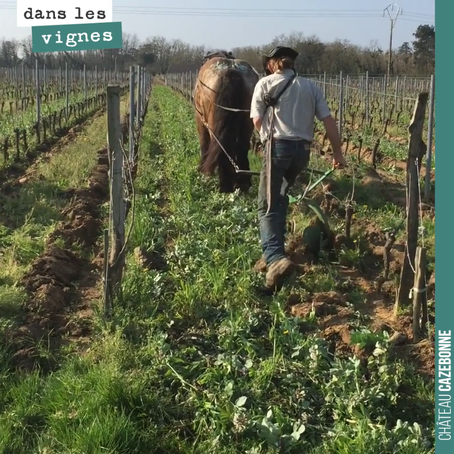 Le temps est maintenant venu de décavaillonner les jeunes plantes de sauvignon et de merlot au cheval.
On préfère utiliser le cheval sur les plantes. Cela nous permet d’etre plus précis et de cou...