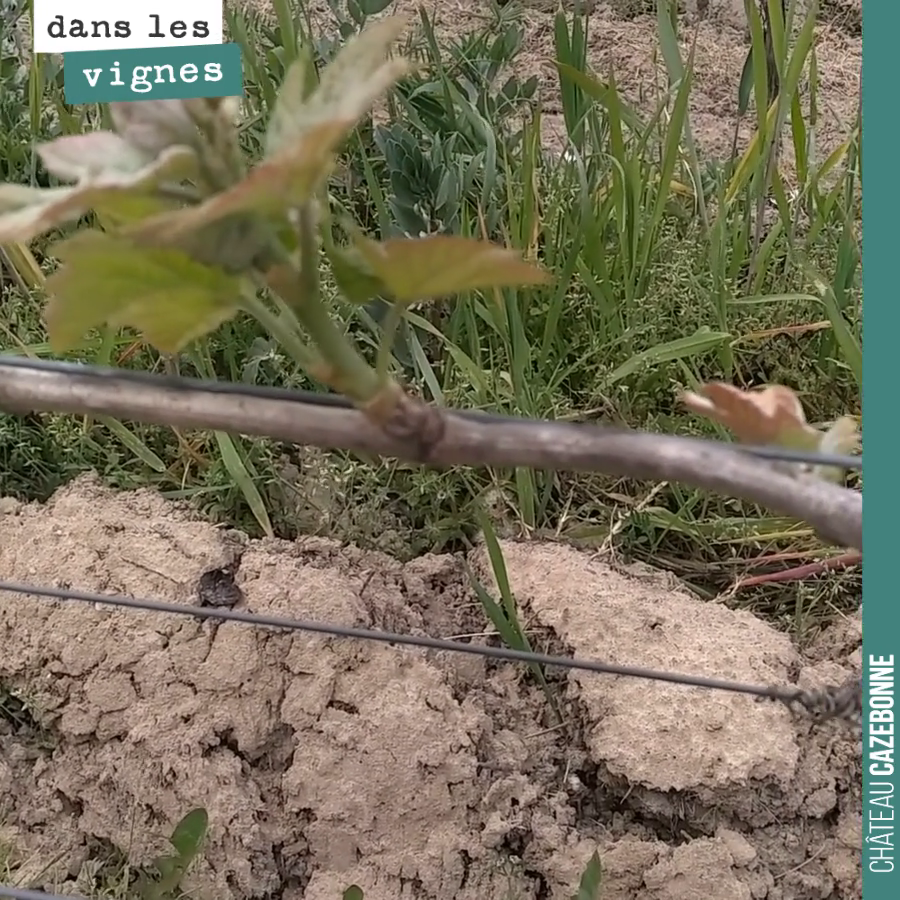 Cela fait plaisir de voir la sortie sur cette jeune plante de merlot. Malgré la grêle de l’année dernière, 8 bourgeons sont sortis sur les 2 astes. Une charge régulière et modérée pour ce pied qui ...