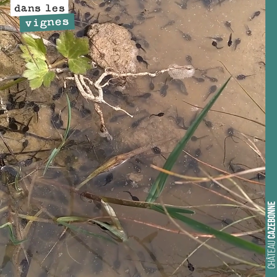 De jolis têtards qui vont donner de jolies grenouilles dans un fossé sur notre parcelle du Maine.