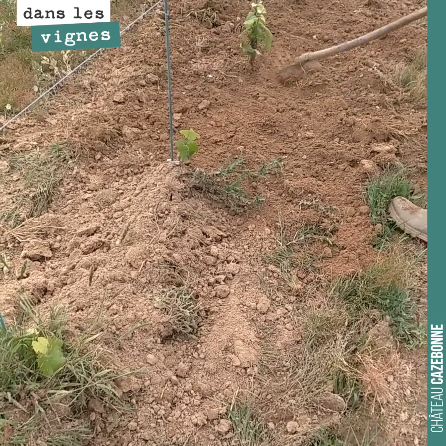 Sur les jeunes plantes de cépages oubliés, on doit faire aussi appel à l’huile de coude, pour laisser un terrain bien propre lors du décavaillonnage.
Plus d’excuses pour ces jeunes plants, on ne l...