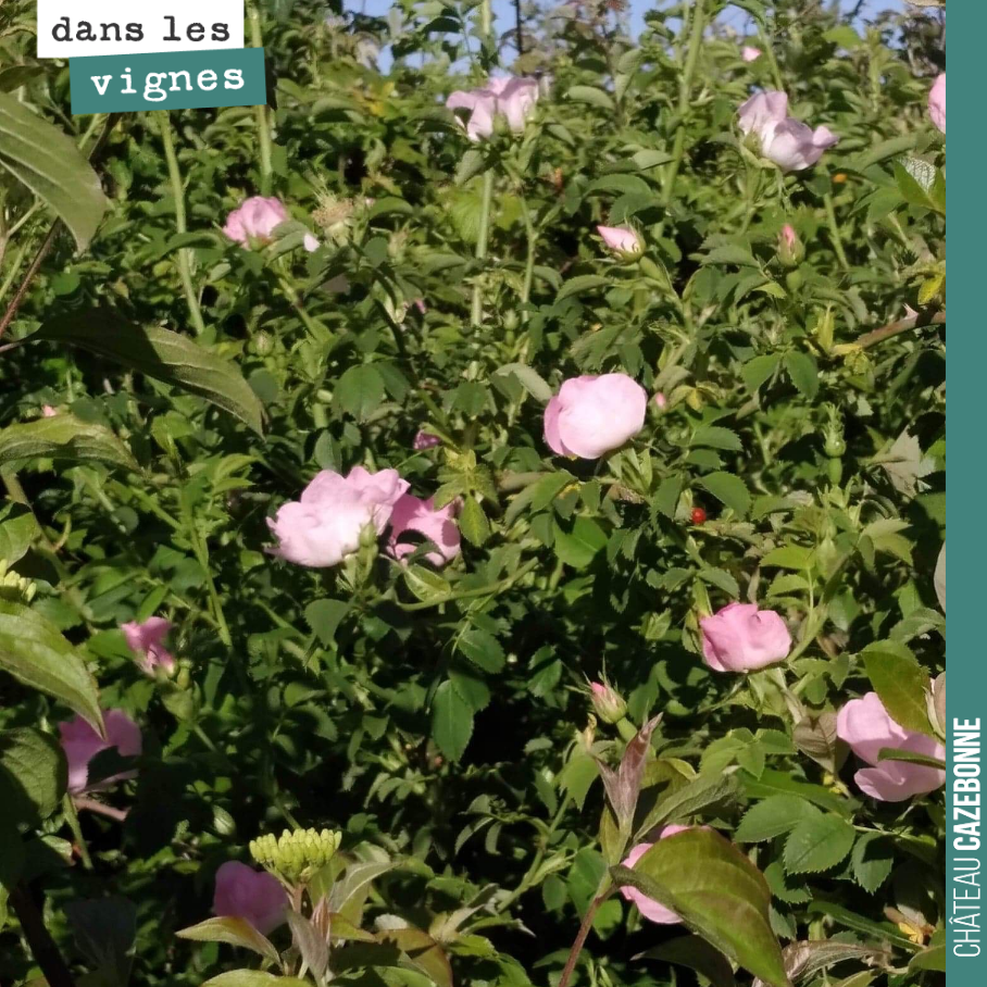 Aux abords de nos vignes, quelques magnifiques églantiers en fleurs !
#savourer #apprecier #fleurs #vignes #eglantiers