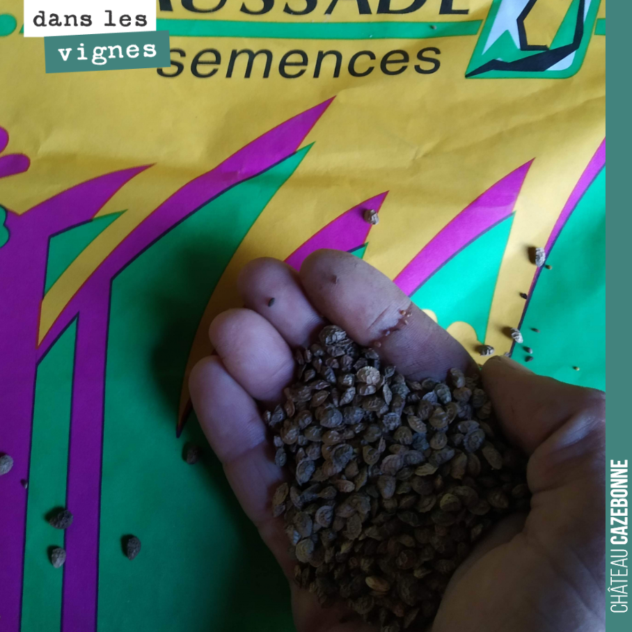 On sème un rang de couverts en mettant cette fois des plantes mellifères. Cela va nous faire un joli couvert pour l’été, avec une myriade de fleurs.
C’est les abeilles qui vont être contentes !