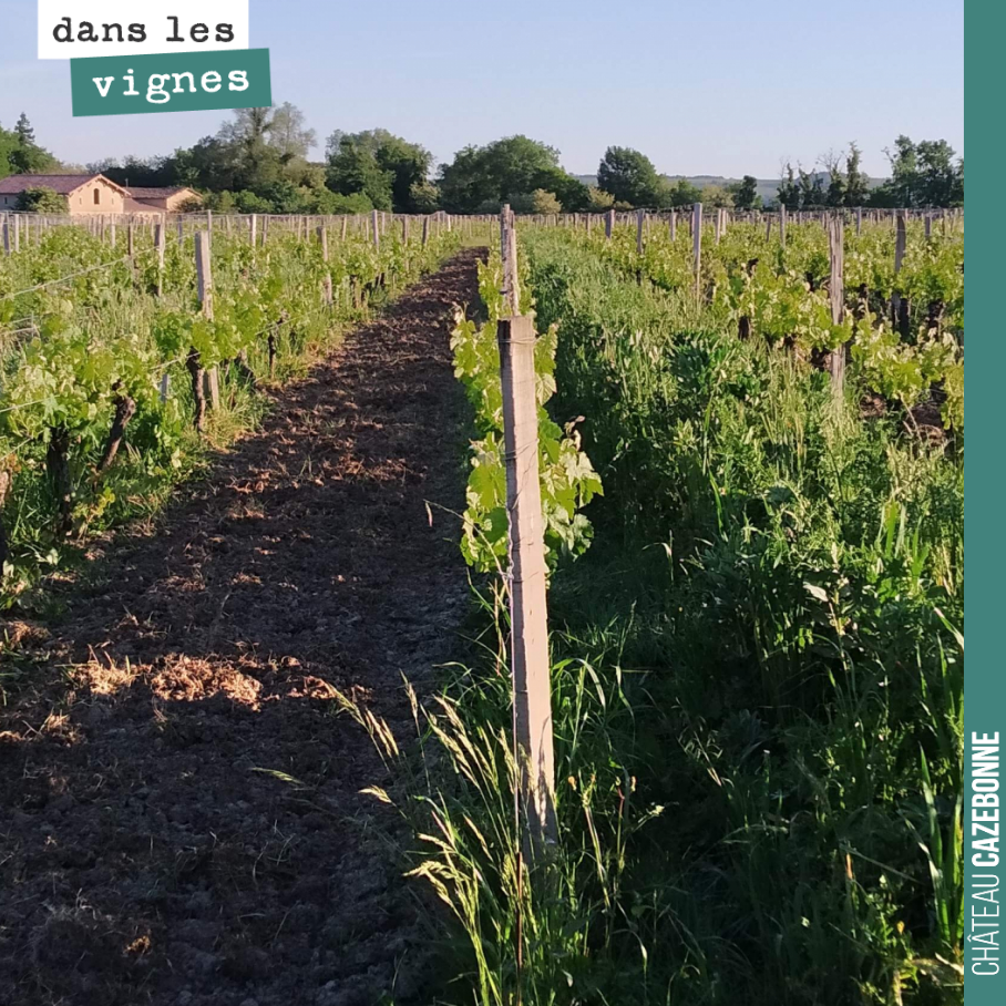 Un rang sur 2..
Un rang pour nos semis mellifères, un rang pour les couverts végétaux de l’hiver, qui ont repris du poil de la bête même si nous les avons roulés au mois d’avril.
Et la vigne est ...
