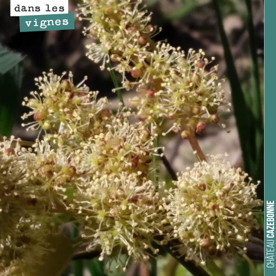 Les porte-greffes, communément appelés riparia, sont en fleur. Ces fleurs ne donneront pas de fruit.
Il faudra compter deux semaines pour que la fleur arrive sur la greffe. Et environ 100 jours pl...