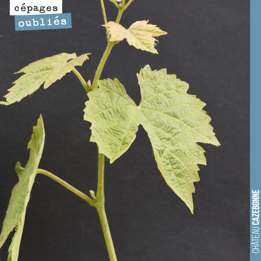 A la façon d’un herbier vivant, nous allons vous présenter dans les prochains jours, les cépages oubliés que nous avons planté à Cazebonne, l’année dernière.
Nous entamons notre galerie avec la pr...