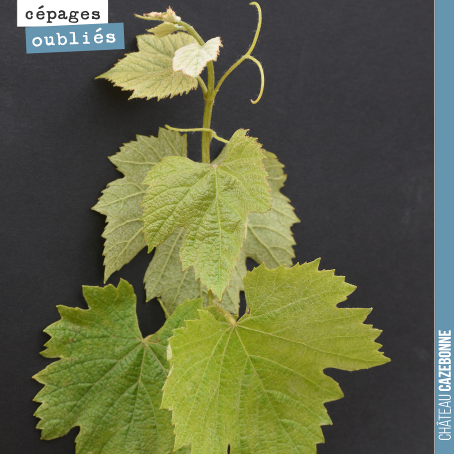 Nous continuons notre série de présentation des cépages, avec un cépage qui fait partie de l’encépagement des vins de Bordeaux, mais qui au final n’est pas si courant, surtout dans les Graves. Il r...