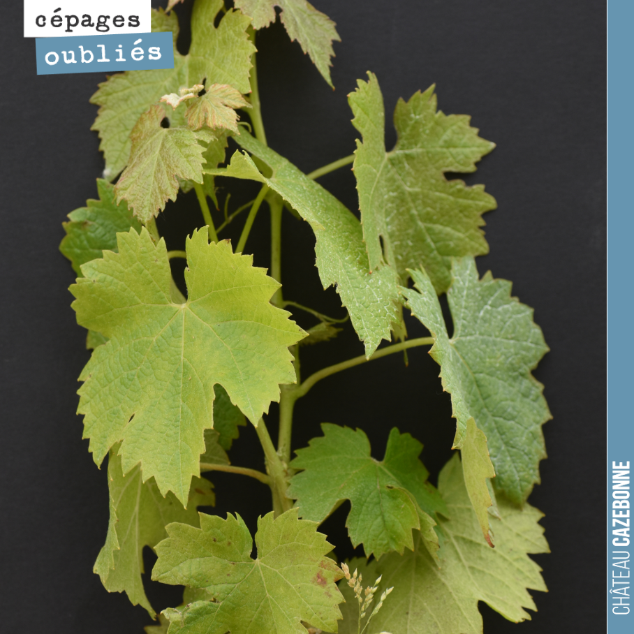 Ce cépage fait également partie de l’encépagement officiel des vins de Bordeaux, mais il est plus rare que le malbec que nous vous avons présenté hier.
Vous devinez ?
