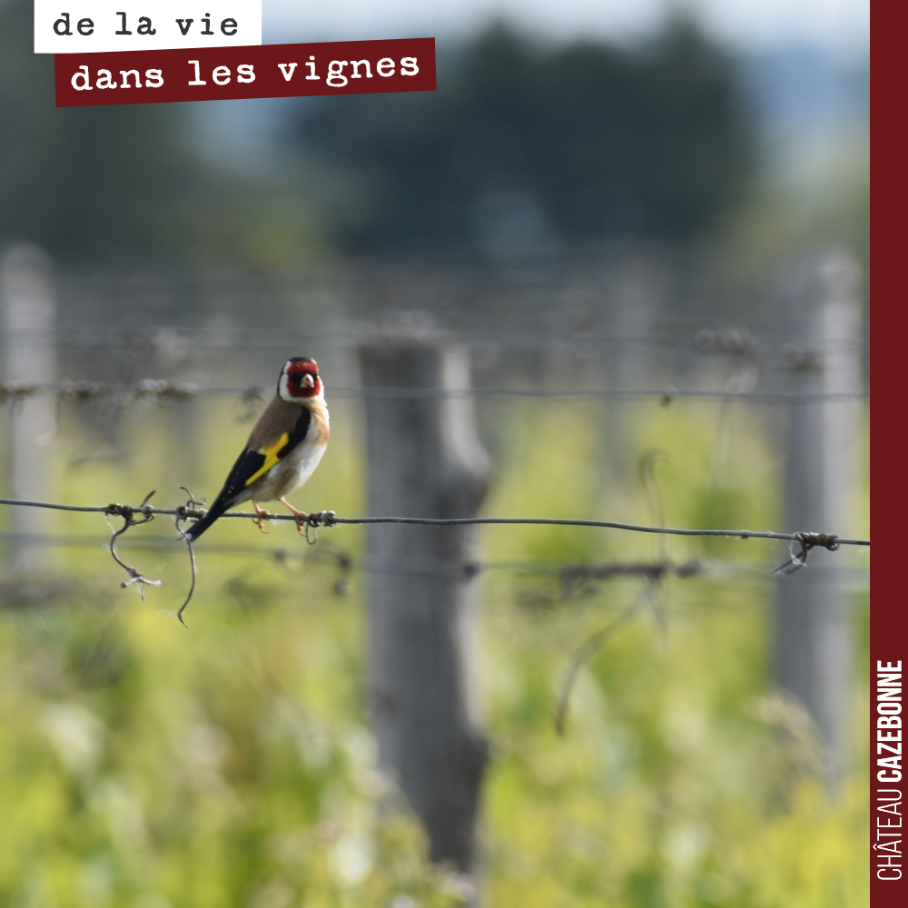 Cet oiseau est assurément l’un des plus beaux que l’on puisse rencontrer dans nos vignes. Il s’agit du chardonneret. Chaque fois que je le croise, je ne peux m’empêcher de fredonner ‘Chardonneret, ...