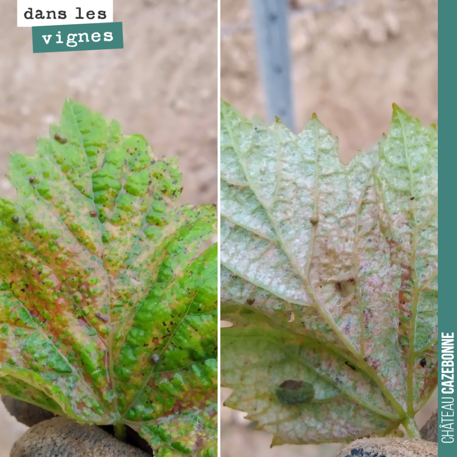 Première trace de mildiou dans notre parcelle de cépages oubliés sur un jeune plant de Castets. Ce plan est resté enfoui sous une motte d’herbe et il est probable qu’il n’ait pas été protégé par no...