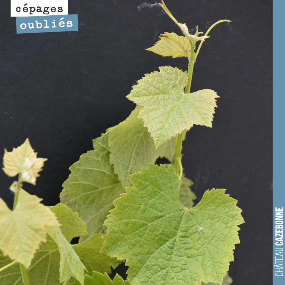 Le Mancin est probablement l’un des grands oubliés des appellations bordelaises. Ce cépage tardif était déconseillé au 19eme siècle parce qu’il ne mûrissait jamais.
A l’heure du réchauffement clim...