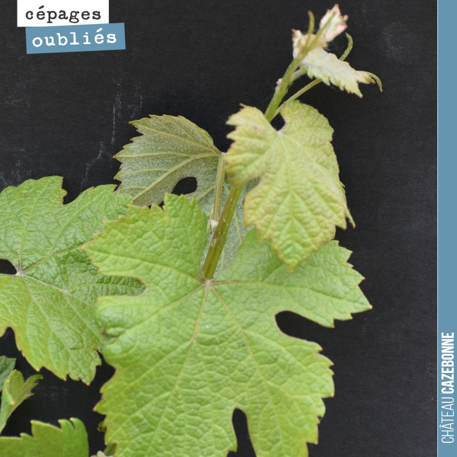 Replanter ce cépage est pour nous un vrai défi. Il s’agit de la penouille.
Nous n’avons ni le droit de vendre son raisin, ni d’en commercialiser son vin.
Un cépage interdit parce que non autorisé...