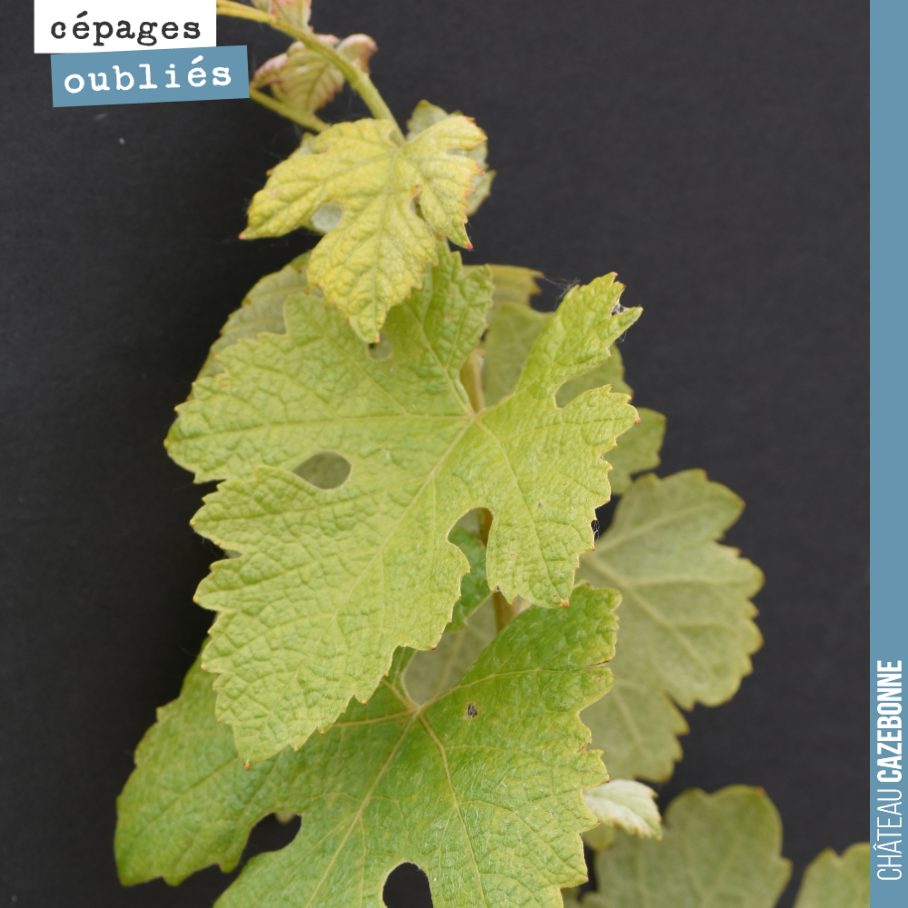 Voici encore un cépage qui n’est pas autorisé en France, même s’il est autorisé en Italie sous le nom de friulano, mais également en Slovénie sous le nom de Sauvignonasse.
Il était autrefois notam...
