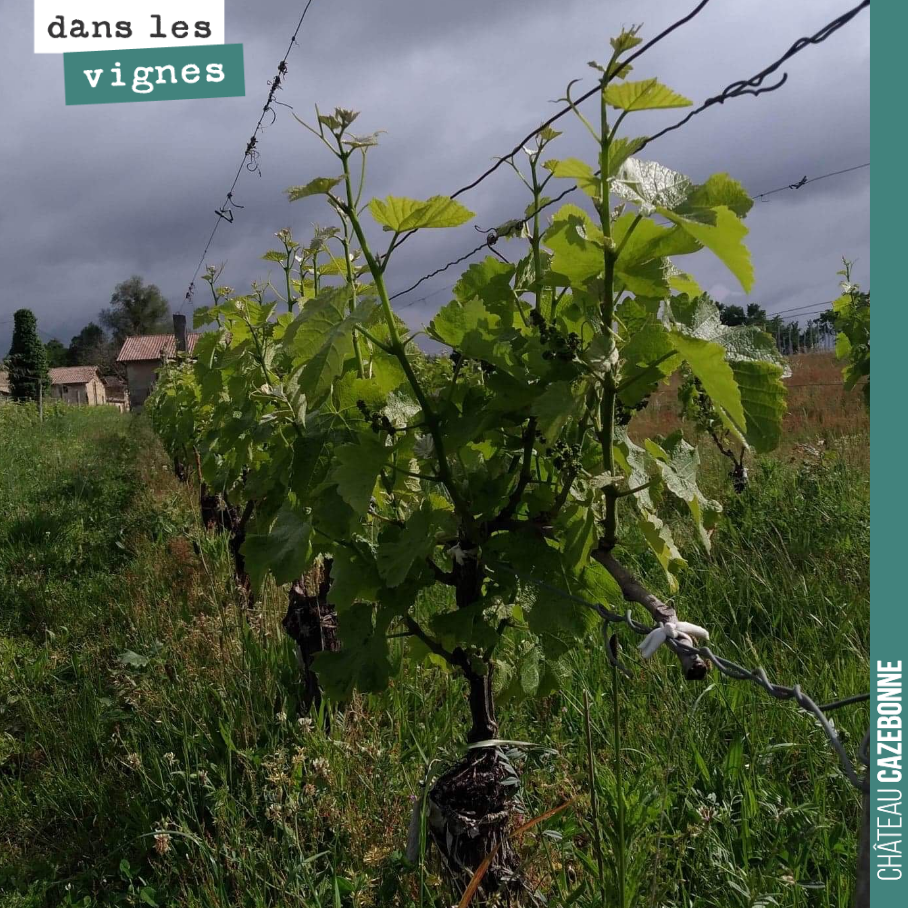 Par ce temps couvert, les lumières sont belles sur les vignes. Ici un pied de sauvignon gris surgreffé au Jardin des vignes.