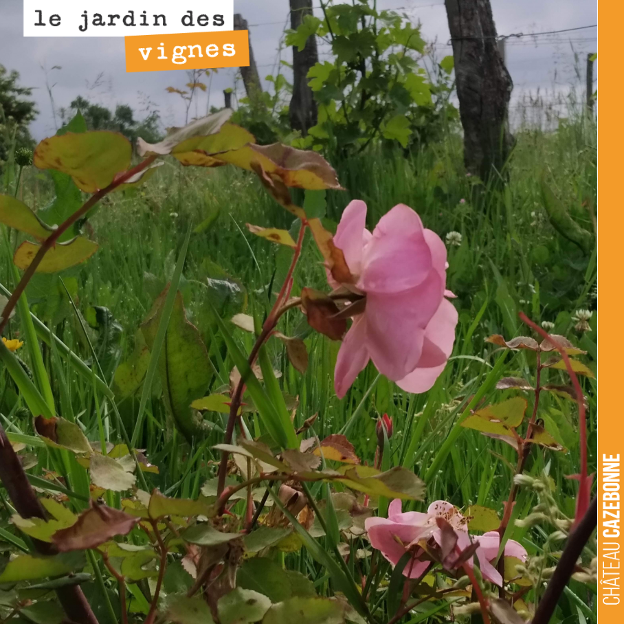 Au Jardin des vignes, le rosier est en fleurs. On a souvent coutume dans le vignoble de mettre des rosiers en bout de rang. Pour une question esthétique bien sûr, mais aussi parce que le rosier sen...
