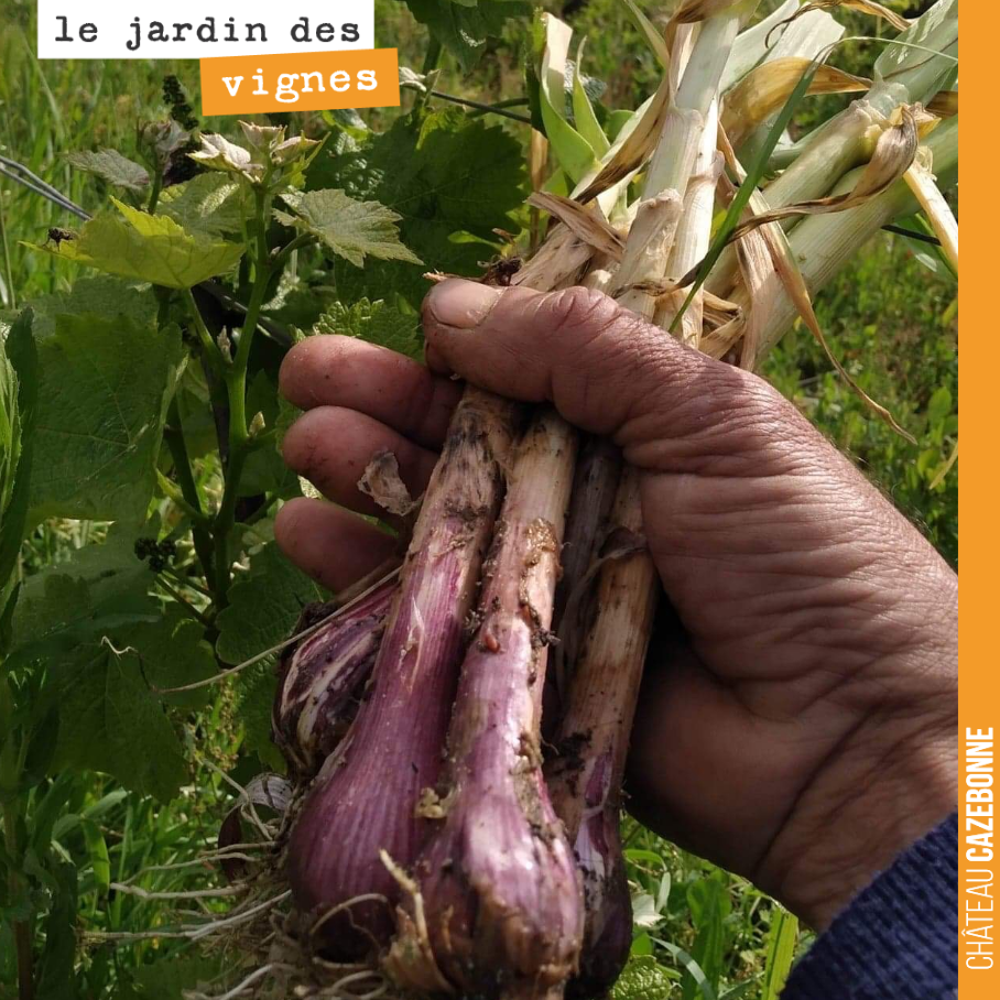 Récolte d’aillet au Jardin des vignes. Vous avez déjà goûté de l’ail à ce stade ? Juste sublime.