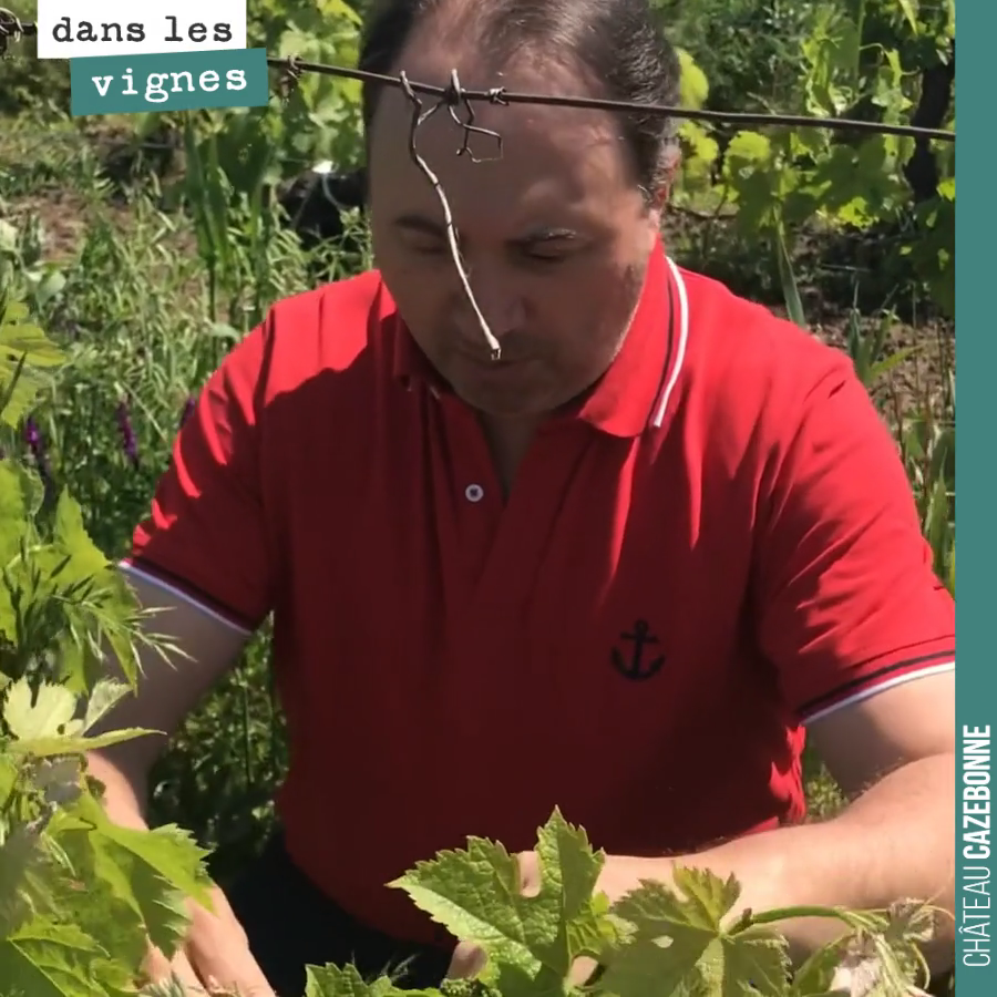 David nous explique le travail d'épamprage sur ce pied de vieux merlot.
Le travail consiste à enlever toutes les pousses non fructifères sur le pied, pour concentrer les flux de sèves sur les grap...