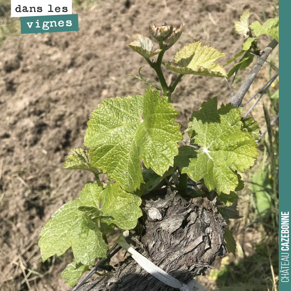 Il y a 3 semaines, nous vous parlions de ces 2 chèvres qui en quelques heures nous avaient boulotté quelques 1000 pieds de sauvignon. Le risque était de voir des pieds qui ne repartiraient pas.
La...