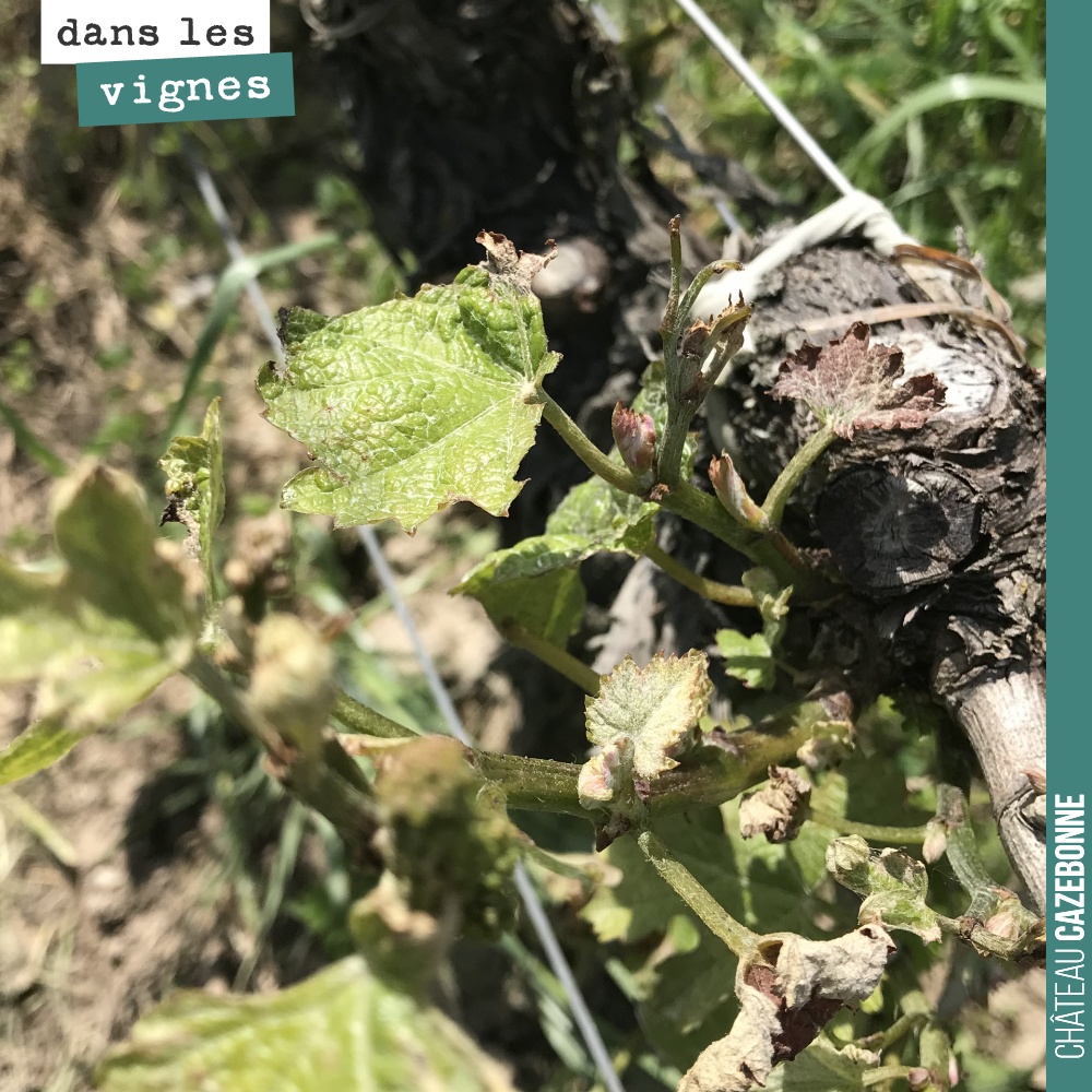On a fait le tour de nos vignes gelées. Les dégâts sont restés localisés, mais important sur ces parcelles. Cela repart peu à peu, on verra si on peut y récolter quelques grappes. On fera en sorte ...