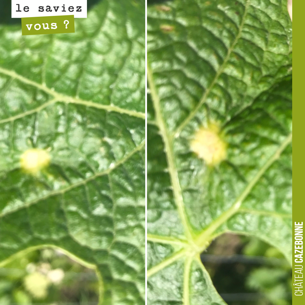On a trouvé nos premières tâches de black rot sur feuilles. Il ne faut surtout pas qu'il s'installe sur grappe.
Très peu de contaminations pour l'instant, cependant.