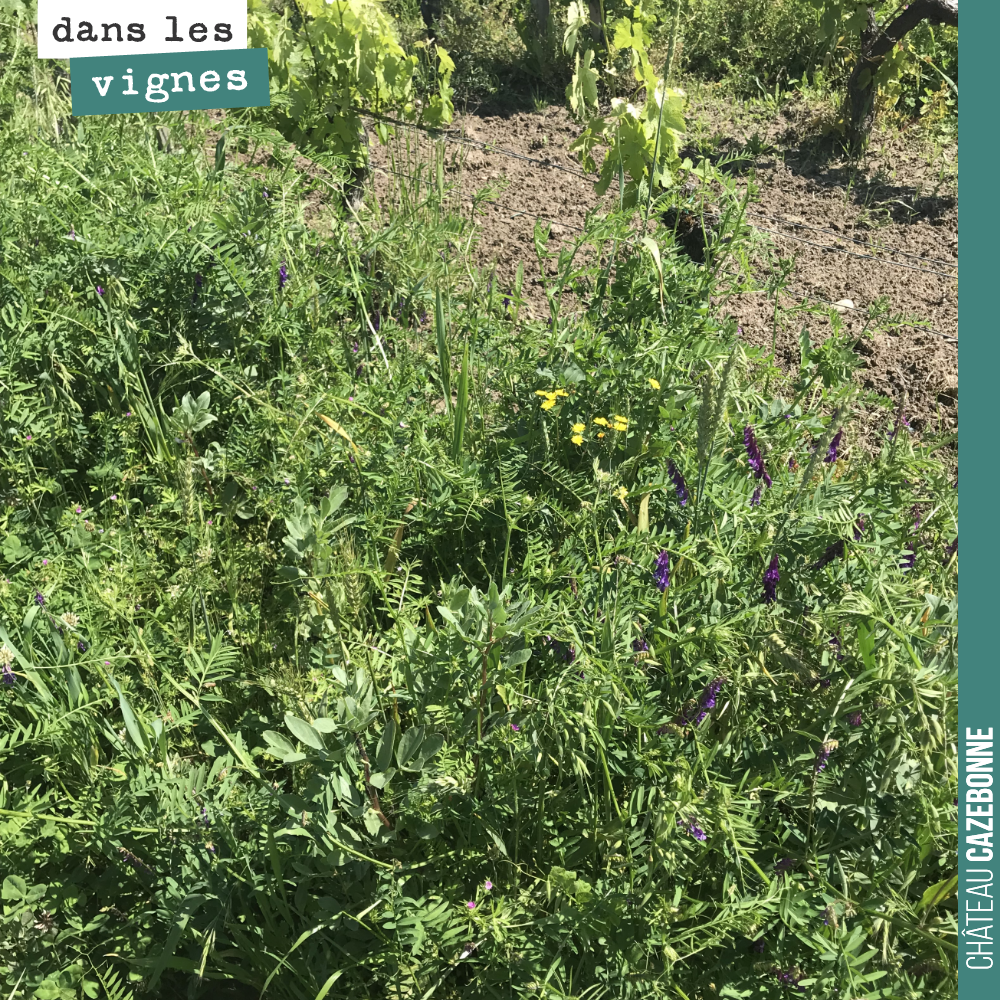 Avec les féveroles, nous avons semé aussi des vesces. Le problème avec les vesces, c'est qu'elles rampent, qu'elles s'accrochent à la vigne. Pas d'autre issue que de les détruire. En tout cas, elle...