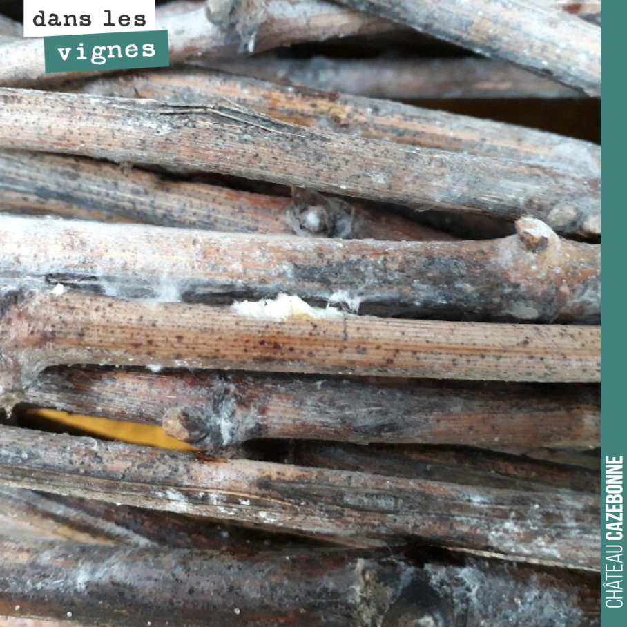 Pour réussir une opération de surgreffage, il faut avoir conservé les bois dans de bonnes conditions. C’est à dire au froid et dans un lieu à fort taux d’humidité. Le mycelium qui s’est développé s...