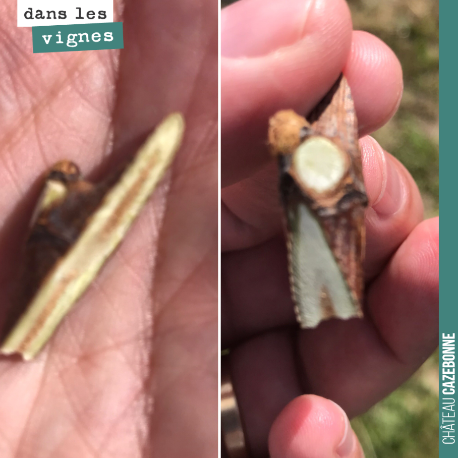 Voici la forme du greffon qui est taillé à même le rang d'un geste sûr. Ce greffon sera inséré dans une fente sur le pied du cep. Et le bourgeon devrait prochainement enfler et laisser apparaître l...