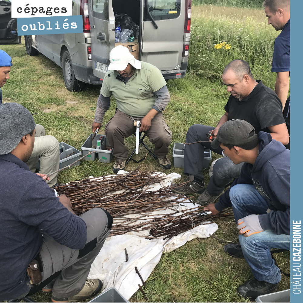 Tout un travail de sélectionner et préparer les greffons que l'on va utiliser pour le surgreffage. L'équipe est internationale avec des argentins, colombiens et français !
Un savoir-faire rare auj...