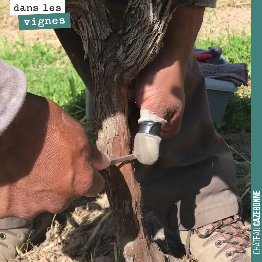 Petite vidéo qui illustre la technique de greffe en T-Bud. Le petit coût de scie à la fin sur le cep permet de prévenir d'un rejet de la greffe en cas d'afflux trop important de sève.
Dès lundi, o...