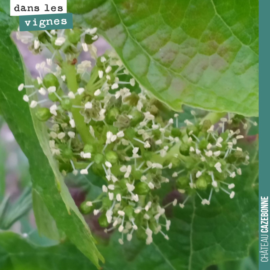 Ca y est, la fleur est bien là sur les merlots. On attend des pluies à partir de mercredi. Espérons que cela n'aura pas d'impact négatif sur la floraison. Le merlot est un cépage sensible à la coul...