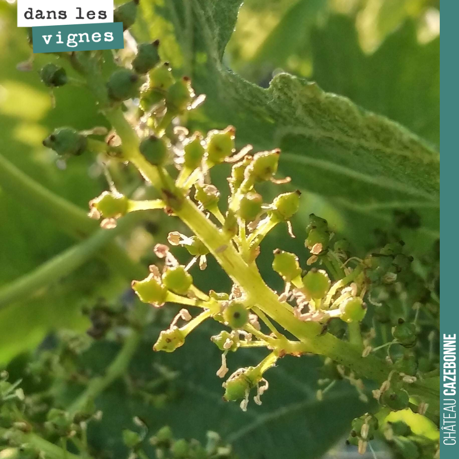La floraison semble bien se dérouler. On n'est pas encore au stade petit pois, mais pas loin. On récolte maintenant dans moins de 100 jours.