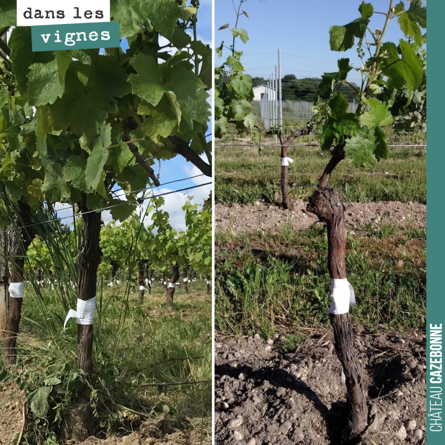 Pour donner le maximum de chances à la greffe, on coupe l'une des deux branches du cep et on ne conserve qu'un seul rameau en guise de tire-sève. On donne ainsi un maximum de chances à la greffe de...