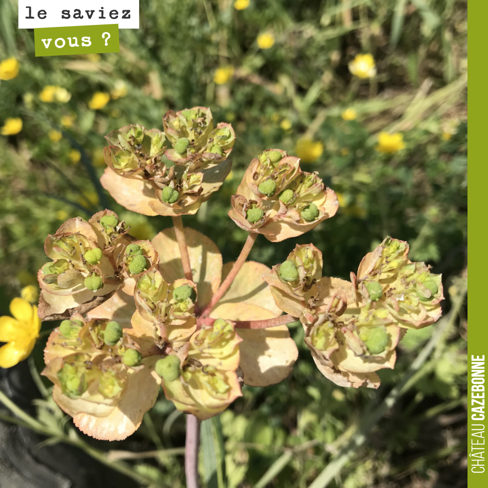 Mais quelle est donc cette plante qui pousse dans nos vignes ?
Quelqu'un la connait ?