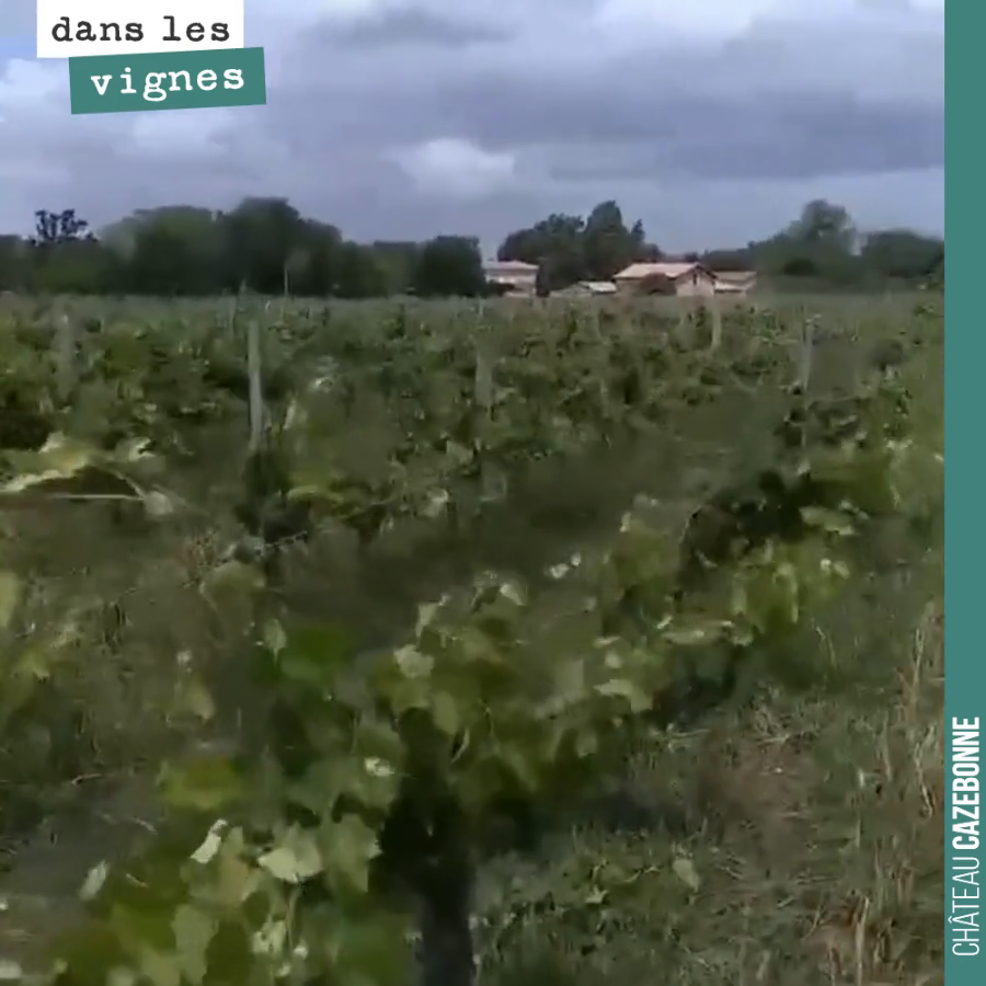 Le vent a soufflé fort hier. On n'a pas eu trop de branches cassées. C'était notre crainte, car nous n'avons pas eu le temps de monter les fils partout.