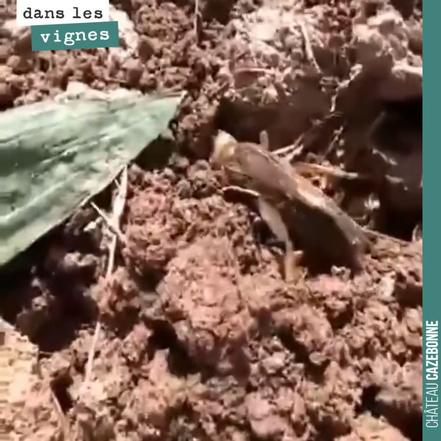 Connaissez vous le nom de cet insecte ? Il est assez rare d'en rencontrer aujourd'hui car les insecticides ont eu raison de sa population, mais aussi parce qu'il vit la plupart du temps sous terre....